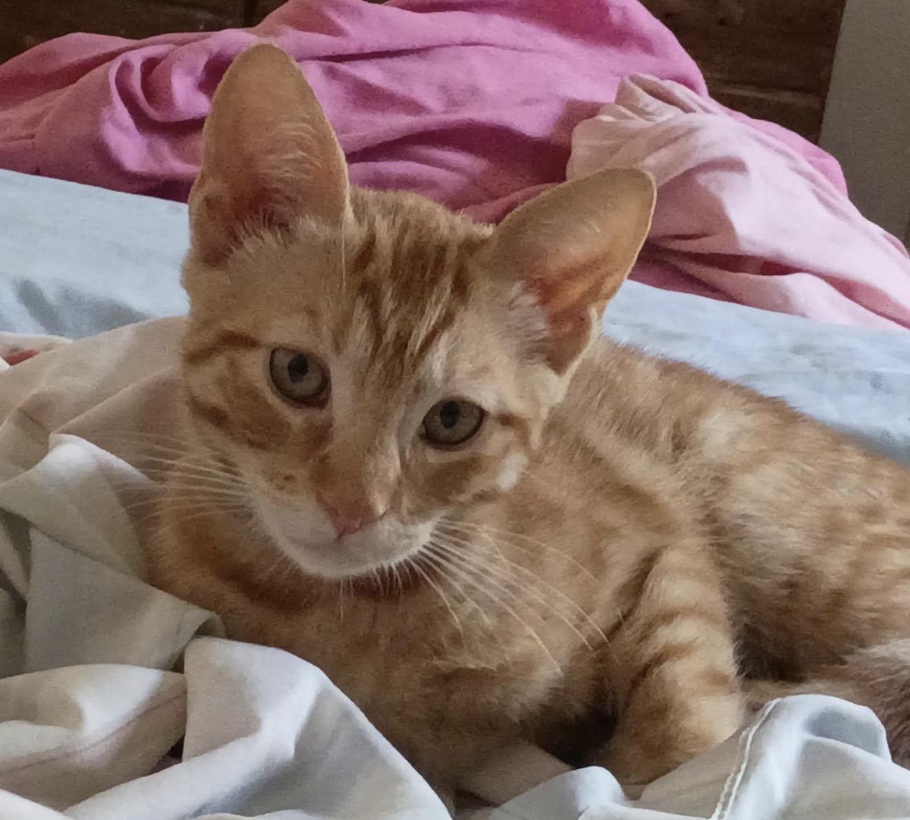 Socks, an adopted Domestic Short Hair in Nutley, NJ image 3/4