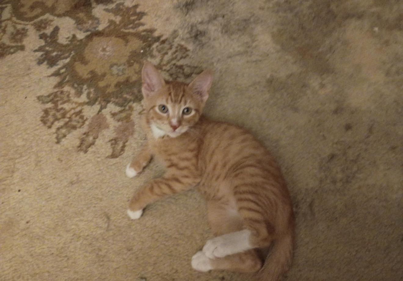 Socks, adopted, Young Male Domestic Short Hair.