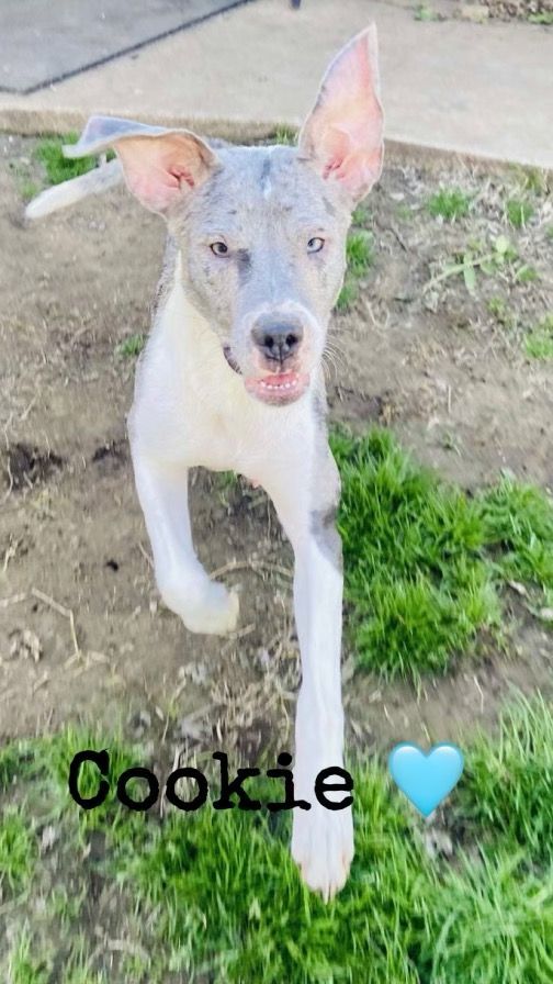 Cookie — thumbnail 3