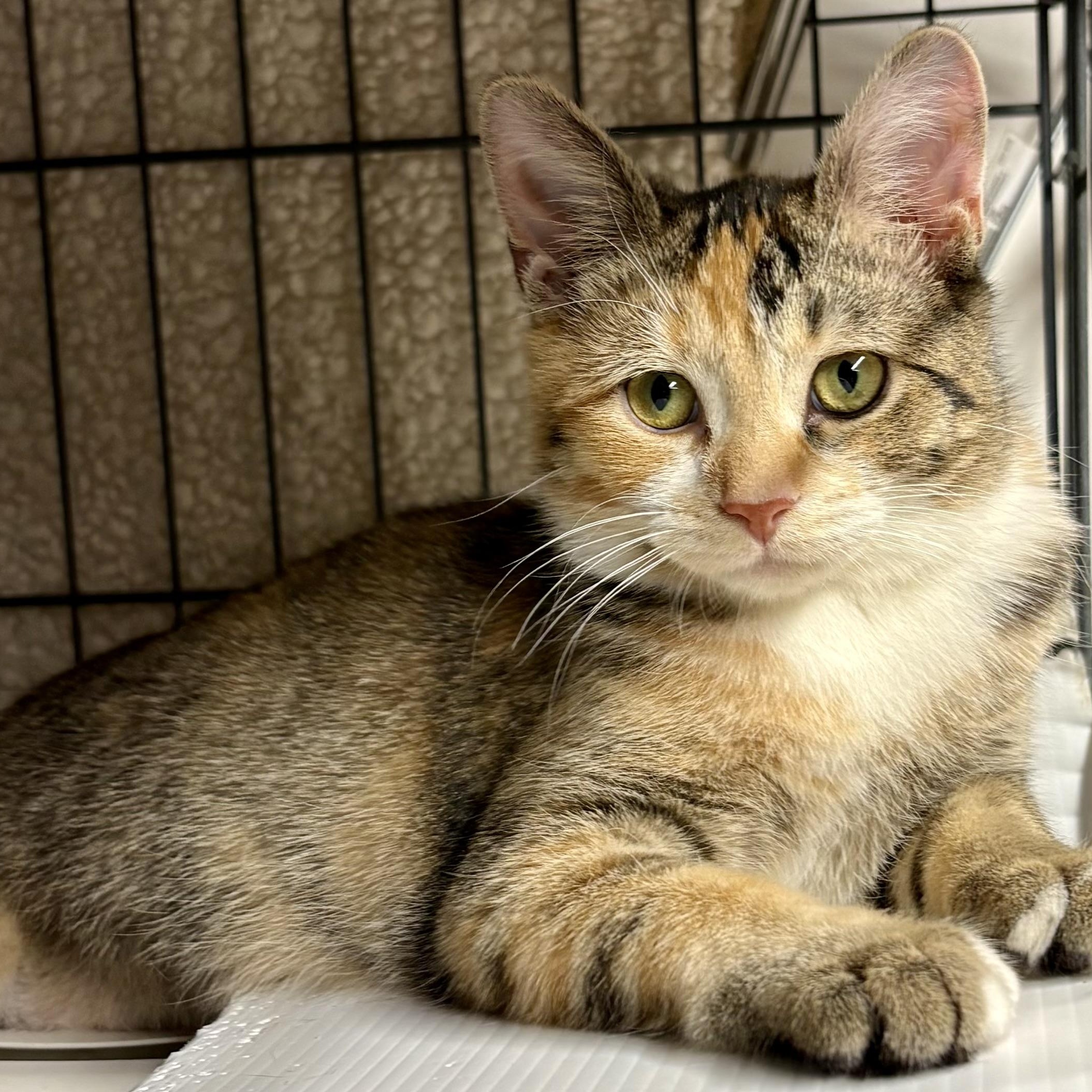 Enlarge THE HUNGARIAN 5 L, an adopted mixed breed in Yonkers, NY image 5/5