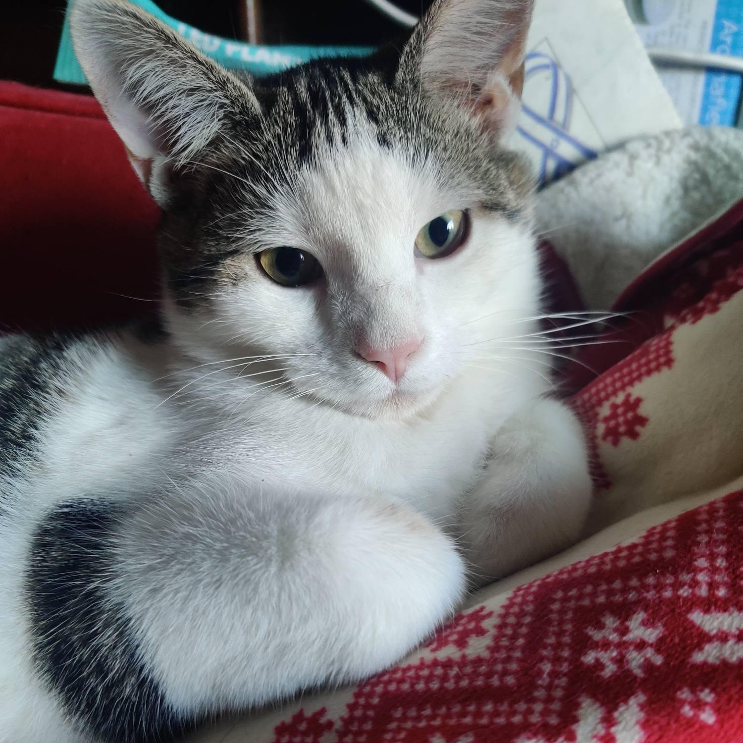 Enlarge THE HUNGARIAN 5 L, an adopted mixed breed in Yonkers, NY image 3/5