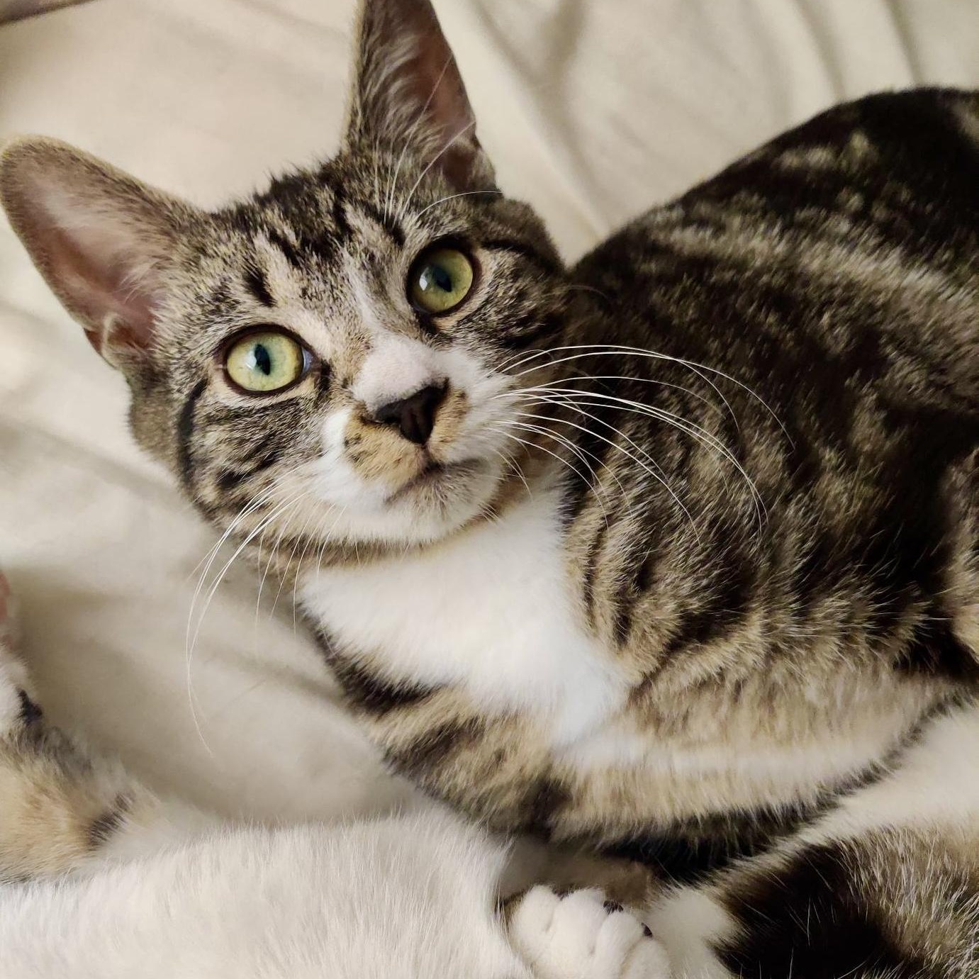 Enlarge THE HUNGARIAN 5 L, an adopted mixed breed in Yonkers, NY image 4/5