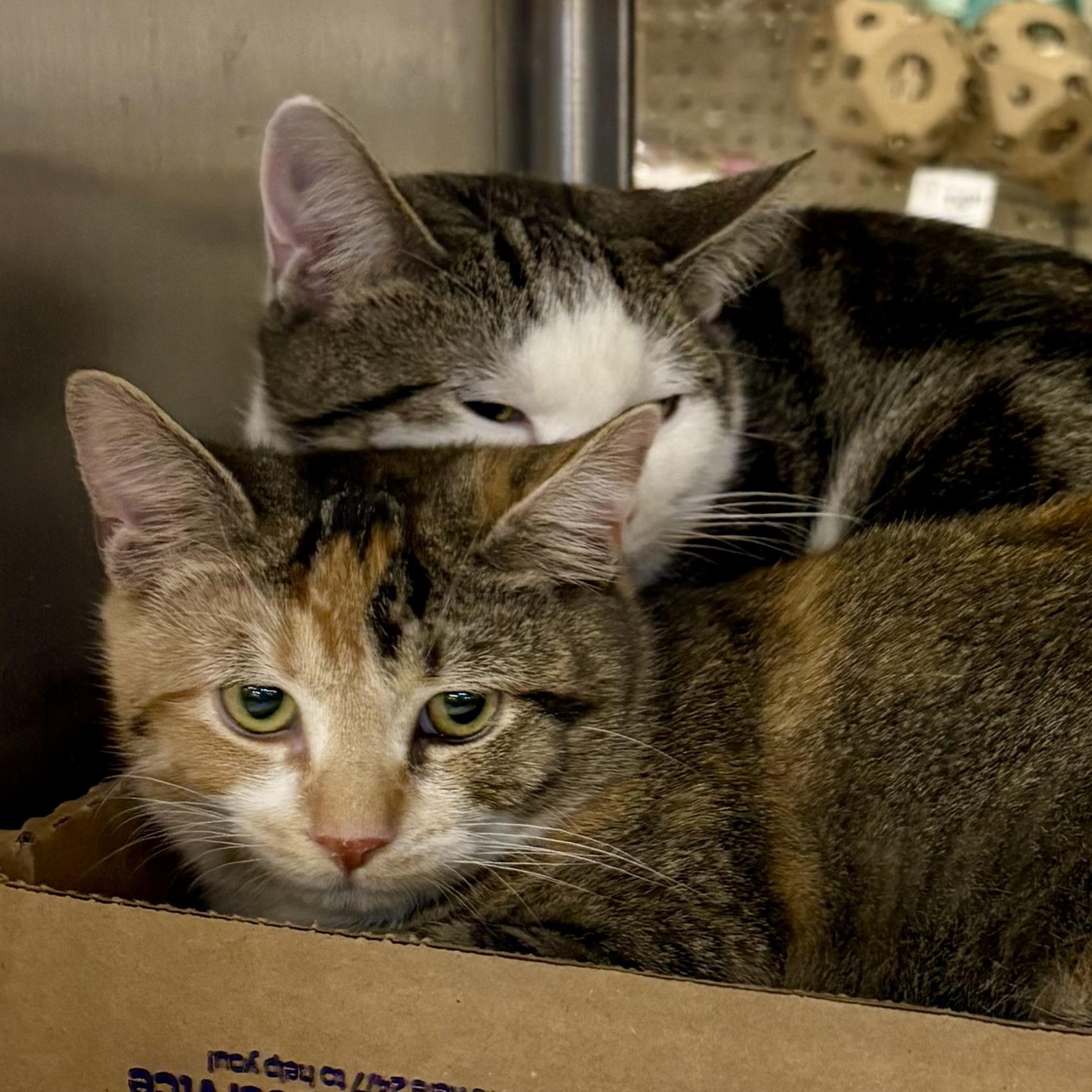 Enlarge THE HUNGARIAN 5 L, an adopted mixed breed in Yonkers, NY image 2/5