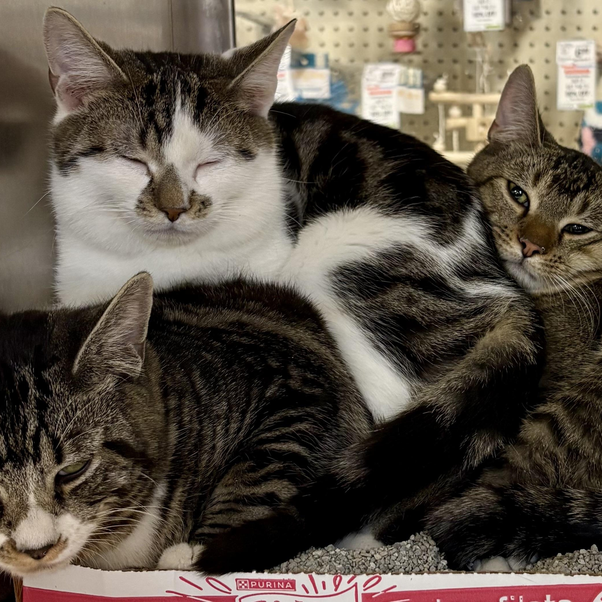 THE HUNGARIAN 5 L, adopted, Young Male Tabby & Calico.