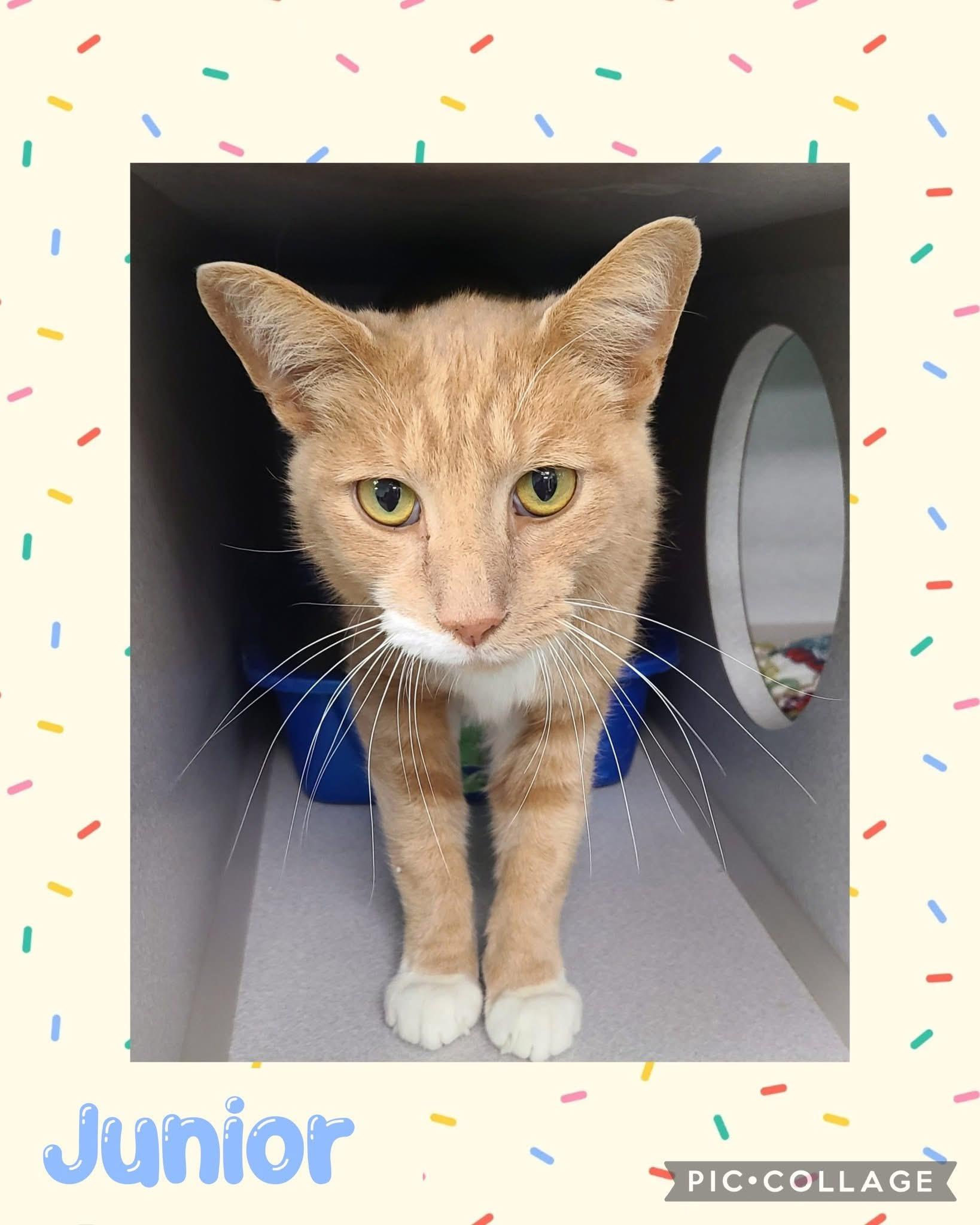 Junior, an adoptable Domestic Short Hair in Iron River, MI, 49935 | Photo Image 1