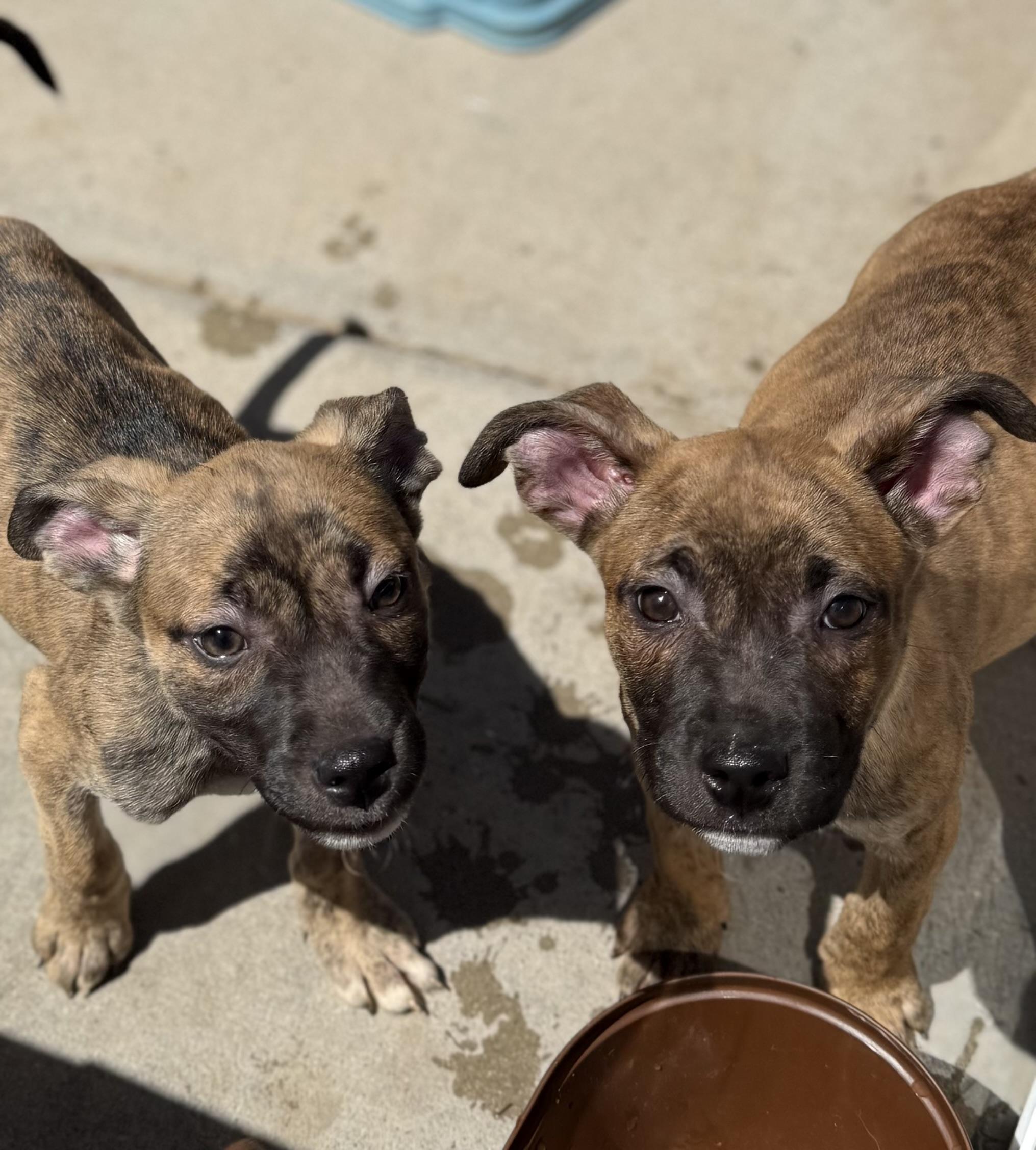 Tulip, ADOPTABLE, Puppy Female Pit Bull Terrier.