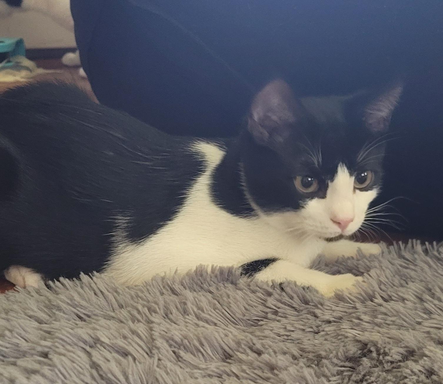 Tux, an adopted mixed breed in Clifton Park, NY image 2/4
