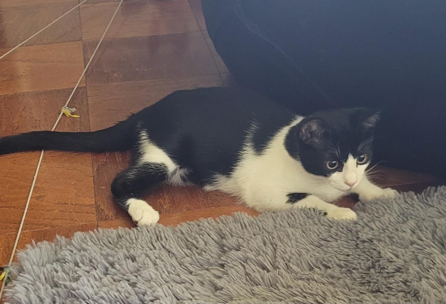 Tux, an adopted mixed breed in Clifton Park, NY image 3/4