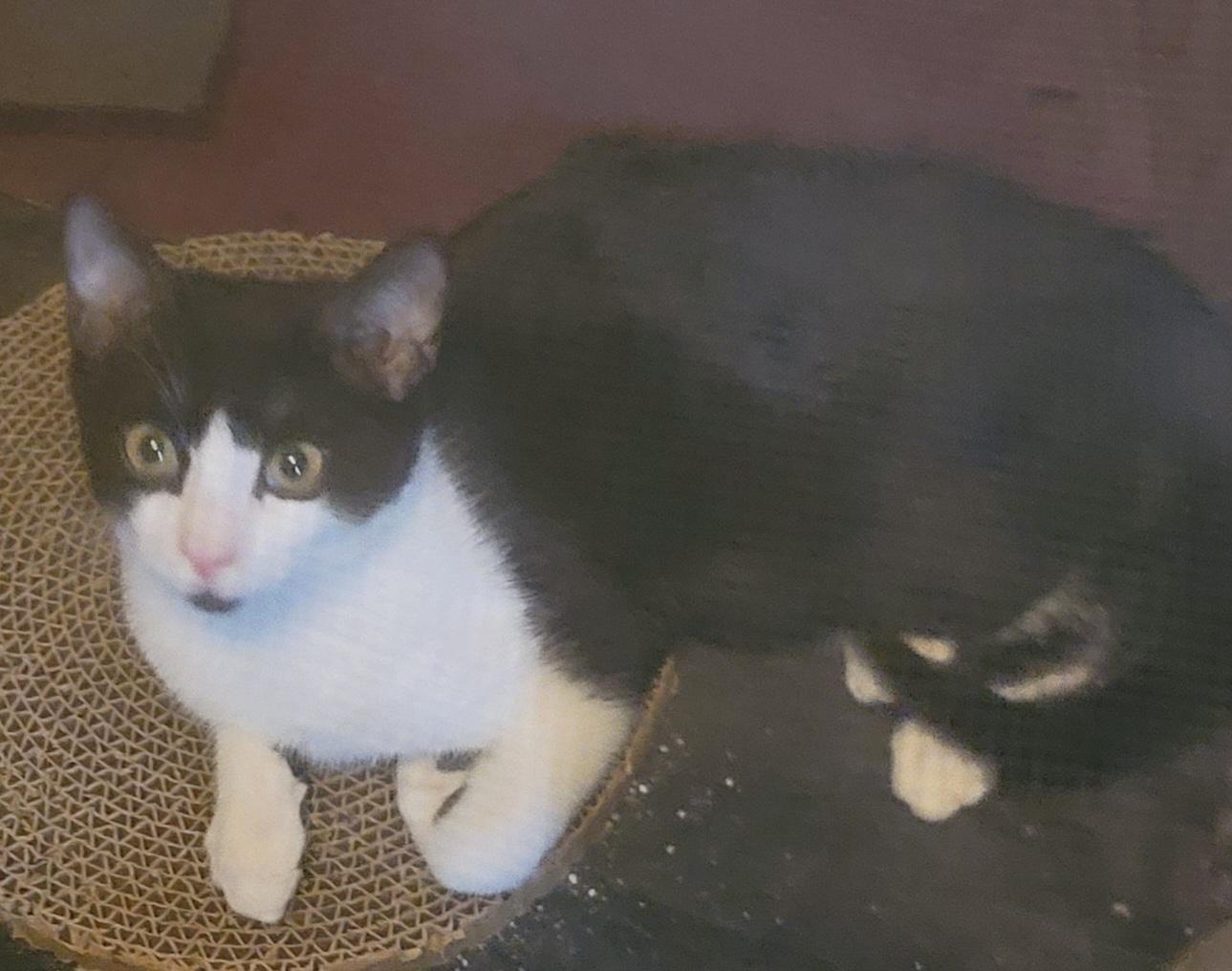 Tux, an adopted mixed breed in Clifton Park, NY image 4/4