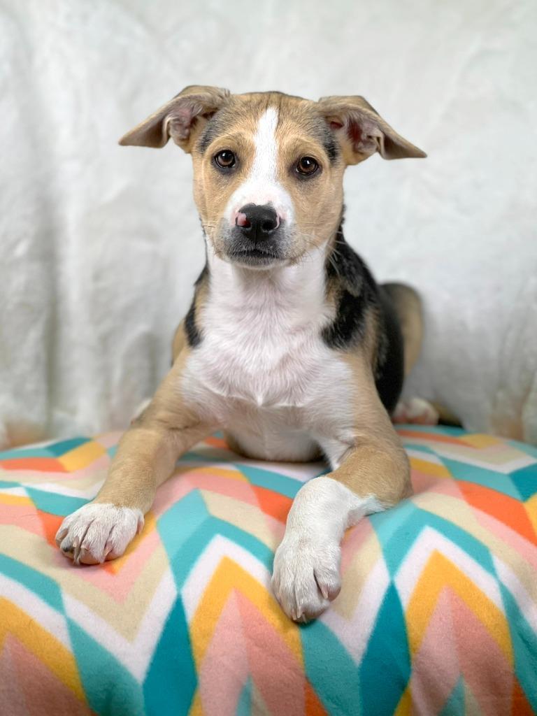 Cleaning Crew Litter - Mr. Clean, Adoptable, Puppy Male Shepherd & Mixed Breed.
