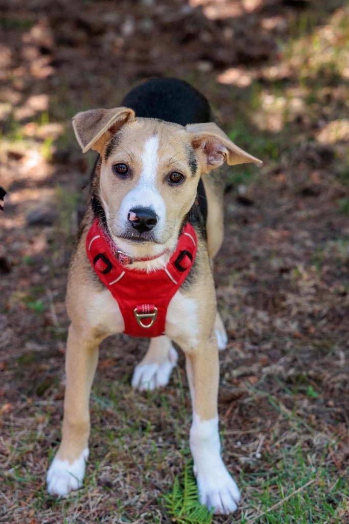 Cleaning Crew Litter - Mr. Clean, Adoptable, Puppy Male Shepherd & Mixed Breed.