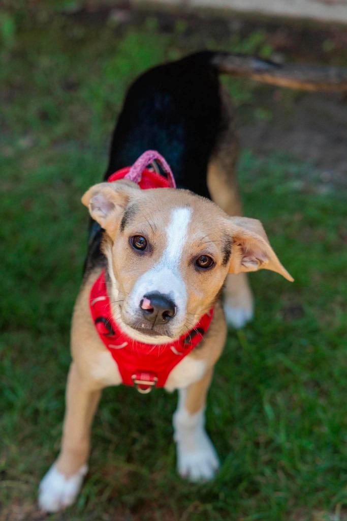 Mr. Clean - Summer Lovin' Promo, a Adoptable mixed breed in Savage, MN image 3/6