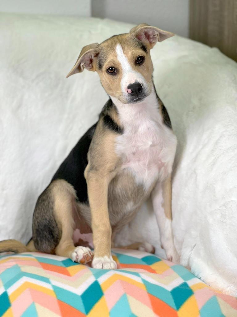 Cleaning Crew Litter - Mr. Clean, a Adoptable mixed breed in Savage, MN image 2/4