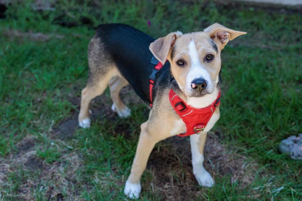 Mr. Clean - Summer Lovin' Promo, a Adoptable mixed breed in Savage, MN image 4/6