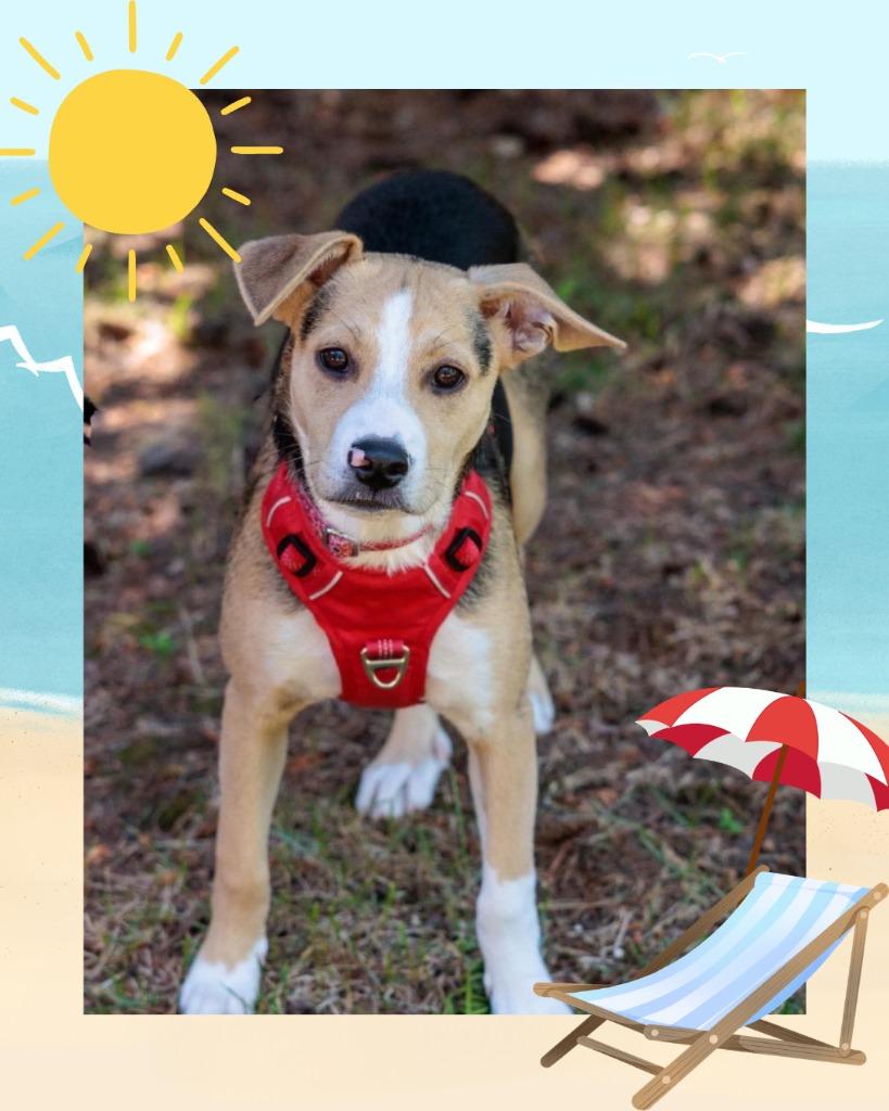 Mr. Clean - Summer Lovin' Promo, a Adoptable mixed breed in Savage, MN image 5/6