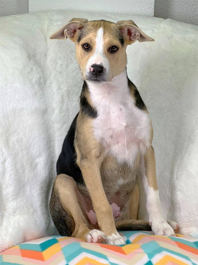 Cleaning Crew Litter - Mr. Clean, a Adoptable mixed breed in Savage, MN image 3/4
