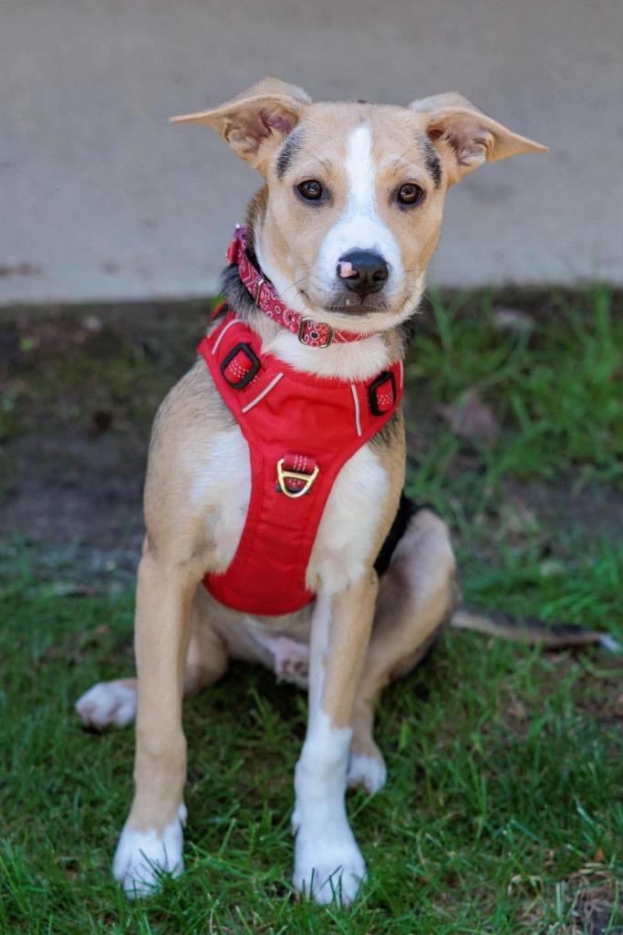 Mr. Clean - Summer Lovin' Promo, a Adoptable mixed breed in Savage, MN image 6/6