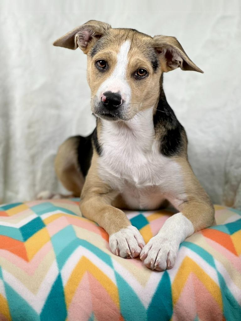 Cleaning Crew Litter - Mr. Clean, a Adoptable mixed breed in Savage, MN image 4/4