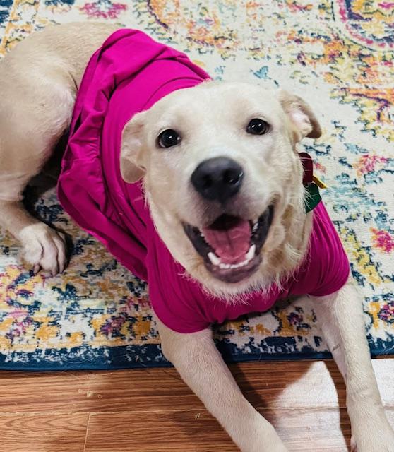 Carmen, ADOPTABLE, Young Female Yellow Labrador Retriever & American Staffordshire Terrier.