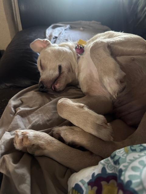 Carmen, a ADOPTABLE mixed breed in Cypress, TX image 4/6