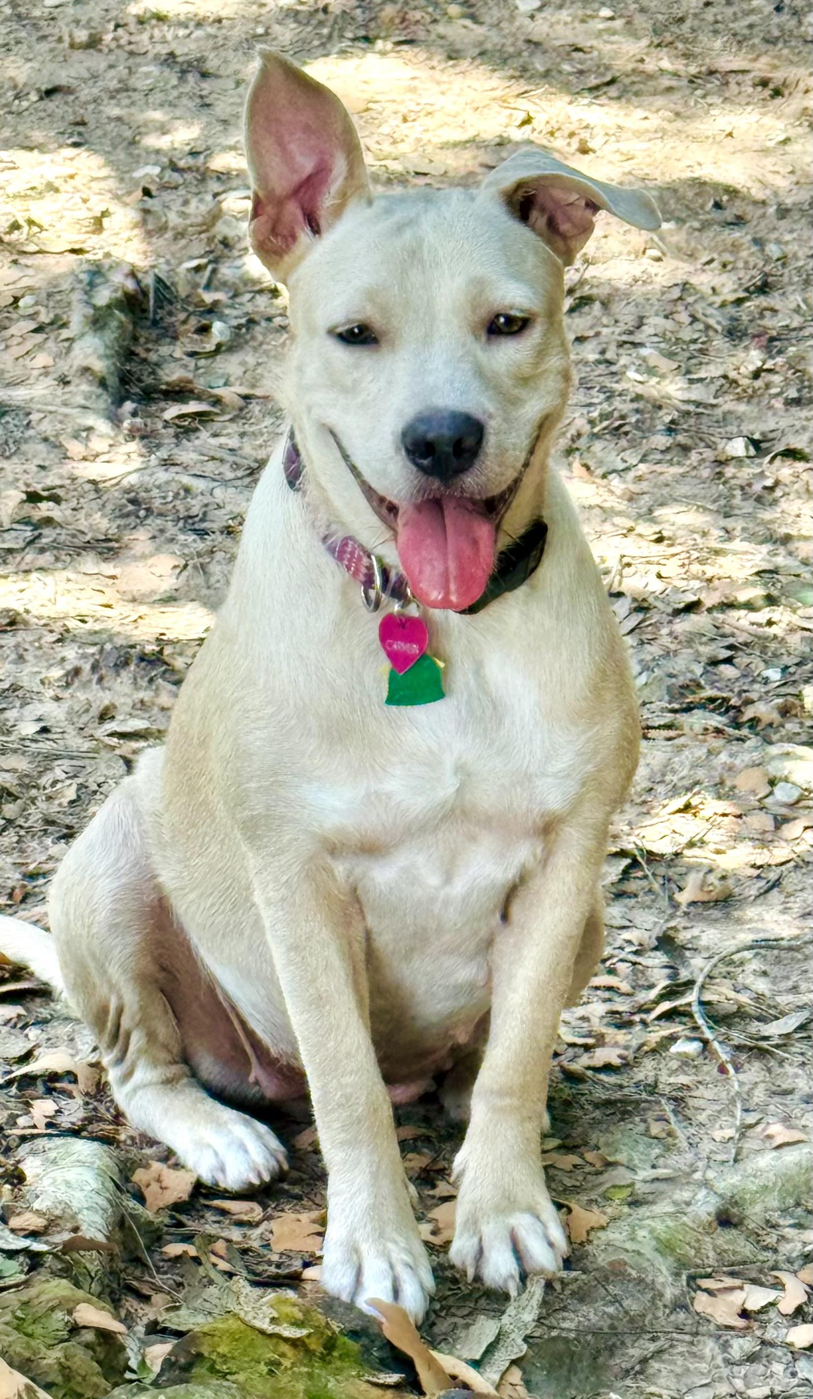 Carmen, a ADOPTABLE mixed breed in Cypress, TX image 6/6