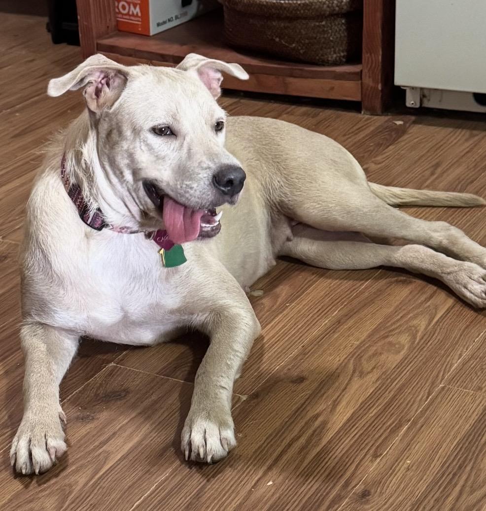 Carmen, a ADOPTABLE mixed breed in Cypress, TX image 6/6