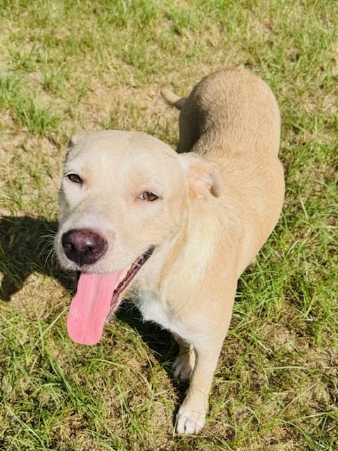 Carmen, a ADOPTABLE mixed breed in Cypress, TX image 5/6