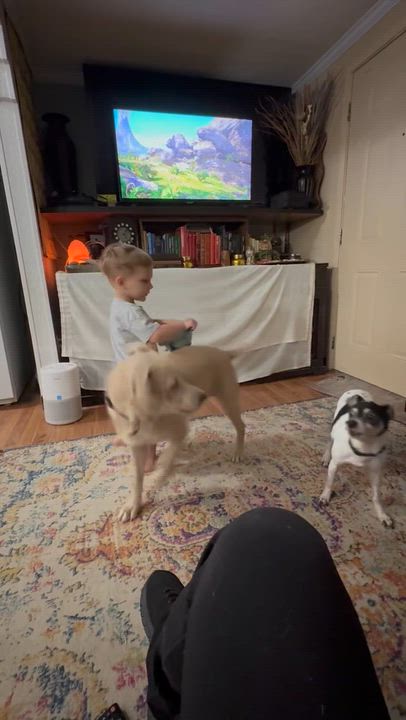 Enlarge Carmen, a ADOPTABLE mixed breed in Cypress, TX video 2/6