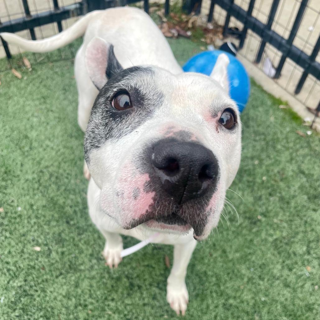 Enlarge Oreo, a Adoptable Mixed Breed in Memphis, TN image 1/6
