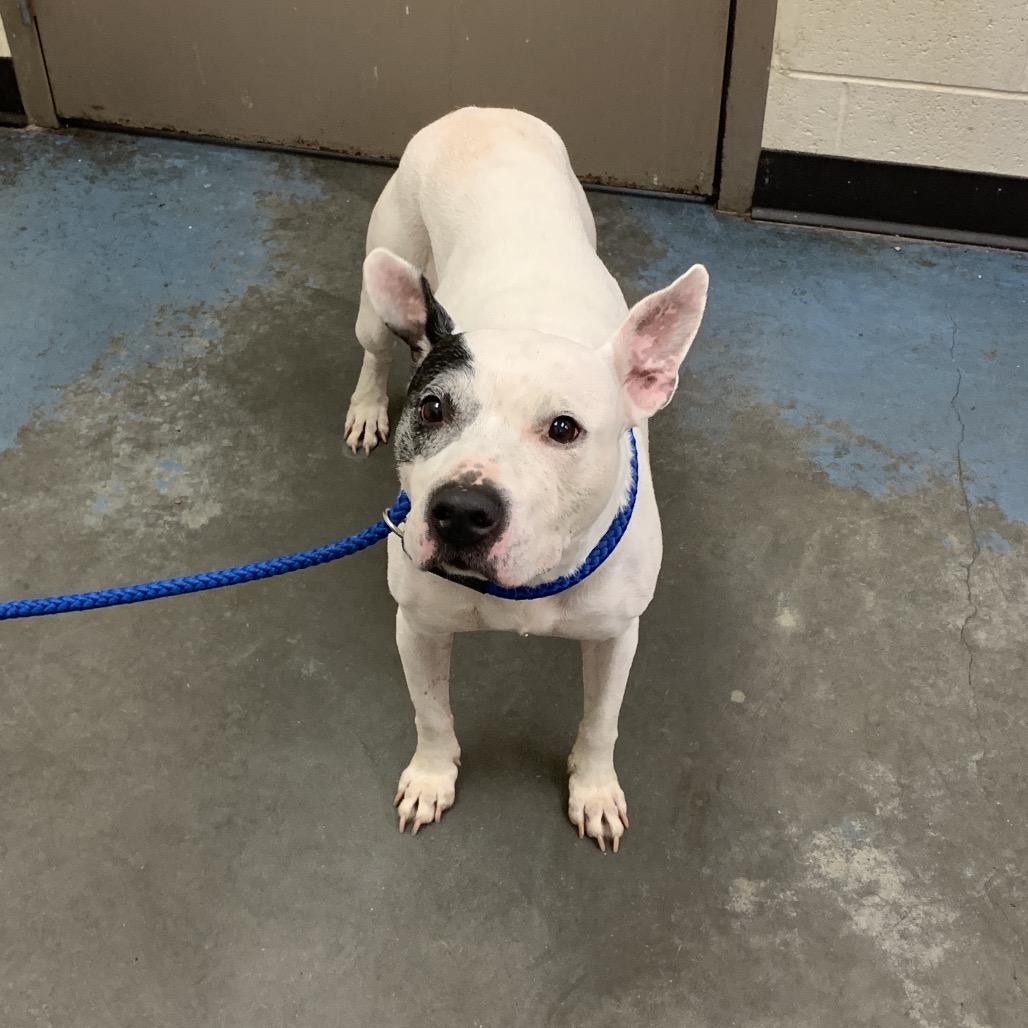 Enlarge Oreo, a Adoptable Mixed Breed in Memphis, TN image 2/6