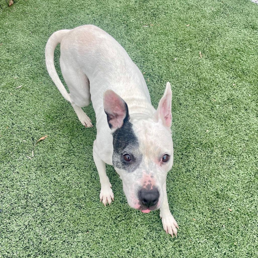 Enlarge Oreo, a Adoptable Mixed Breed in Memphis, TN image 3/6