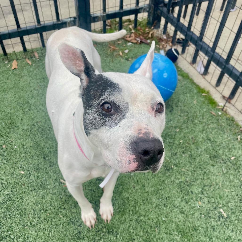 Enlarge Oreo, a Adoptable Mixed Breed in Memphis, TN image 4/6