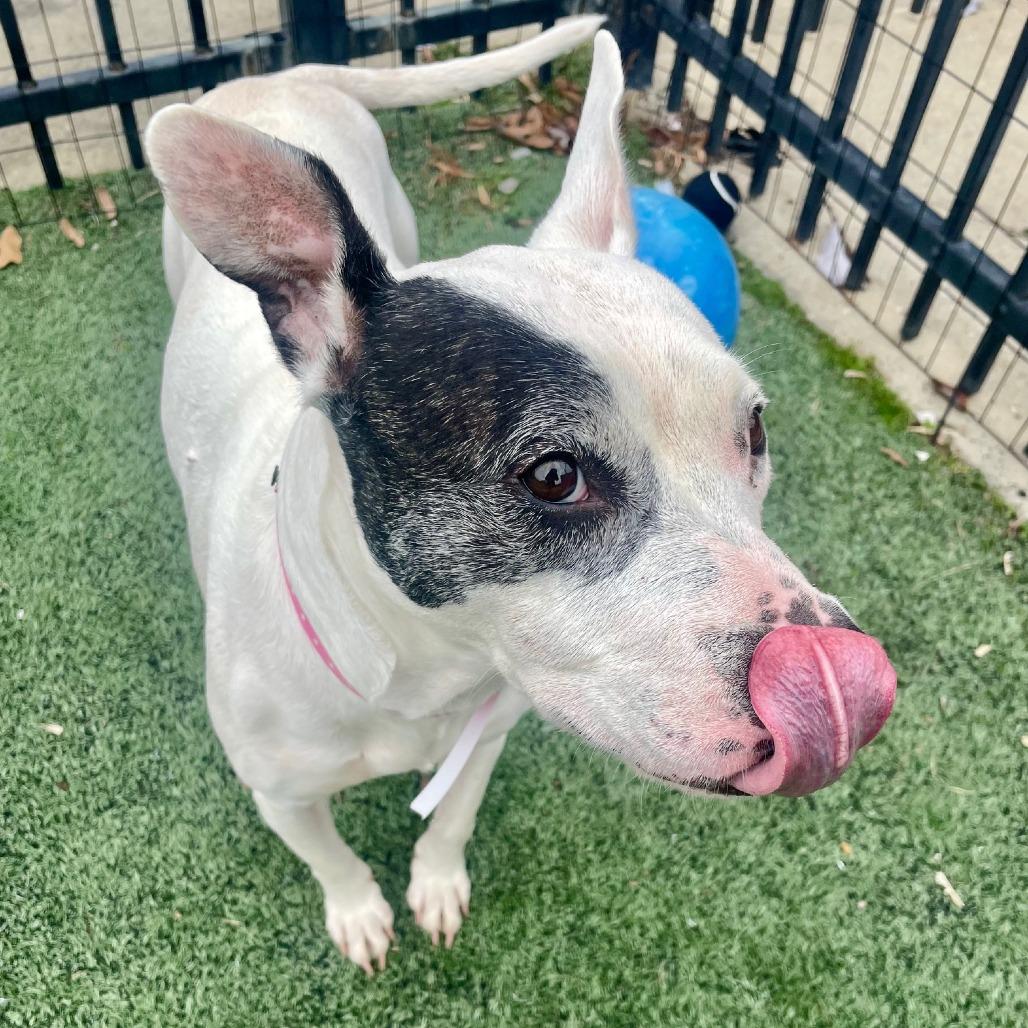 Enlarge Oreo, a Adoptable Mixed Breed in Memphis, TN image 5/6