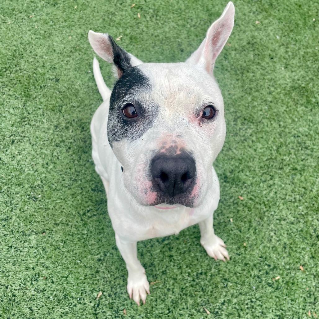 Enlarge Oreo, a Adoptable Mixed Breed in Memphis, TN image 6/6