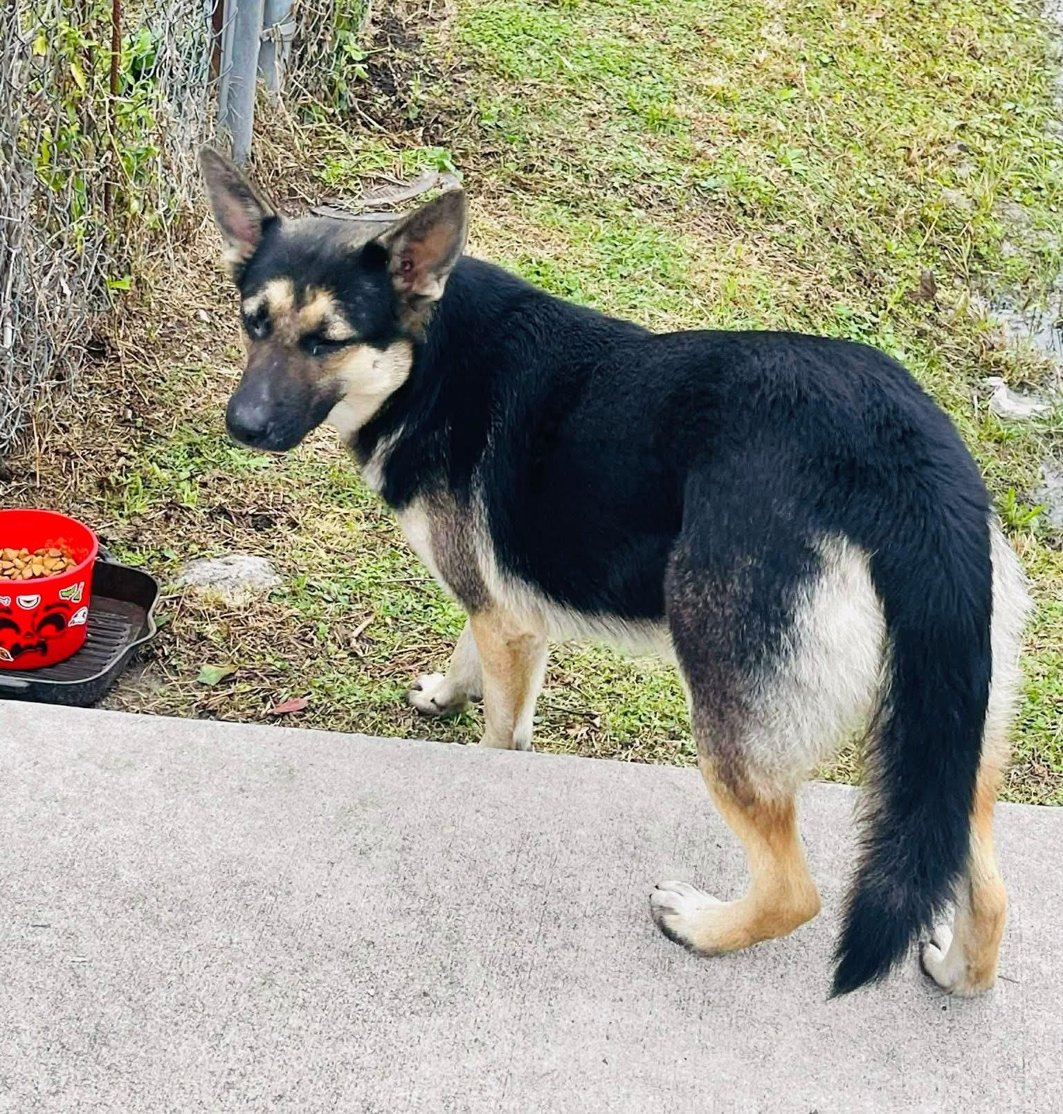 Enlarge Hope -Coming soon, a ADOPTABLE mixed breed in Jefferson City, MO image 4/4