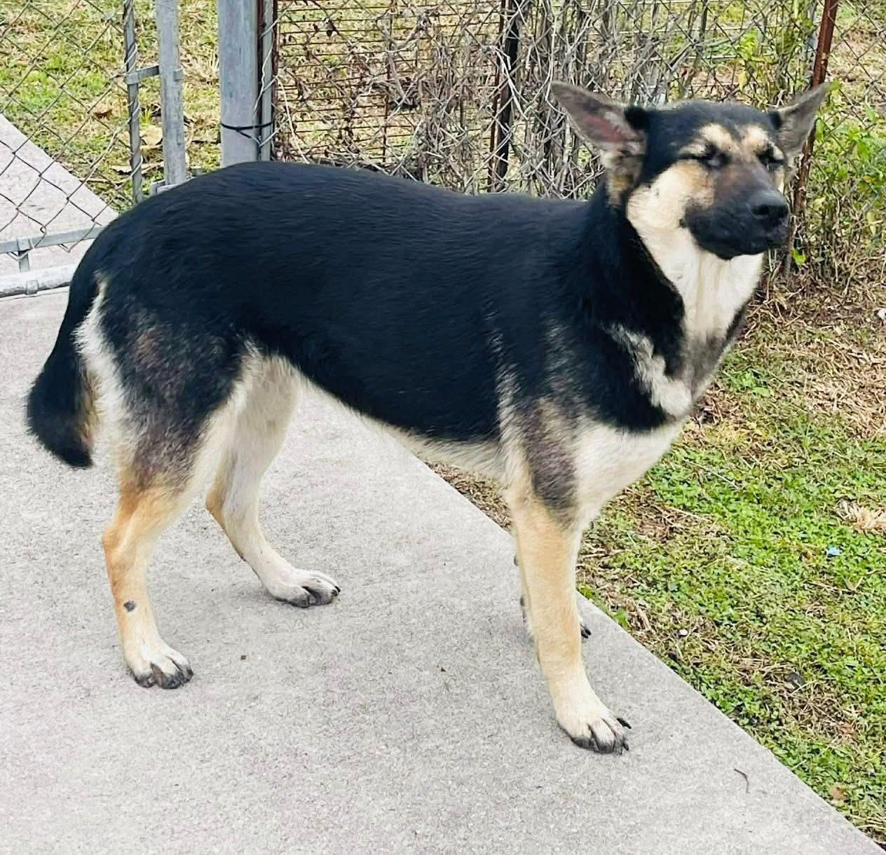 Enlarge Hope -Coming soon, a ADOPTABLE mixed breed in Jefferson City, MO image 1/4