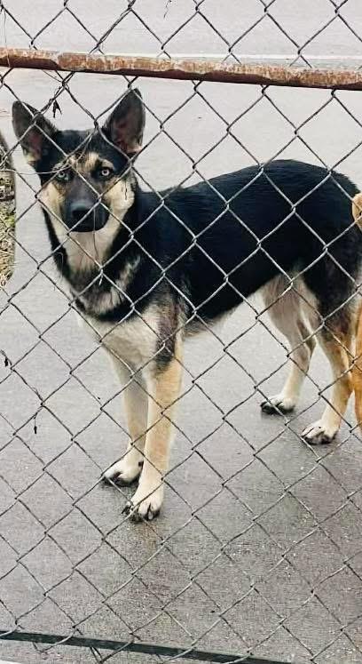 Enlarge Hope -Coming soon, a ADOPTABLE mixed breed in Jefferson City, MO image 3/4