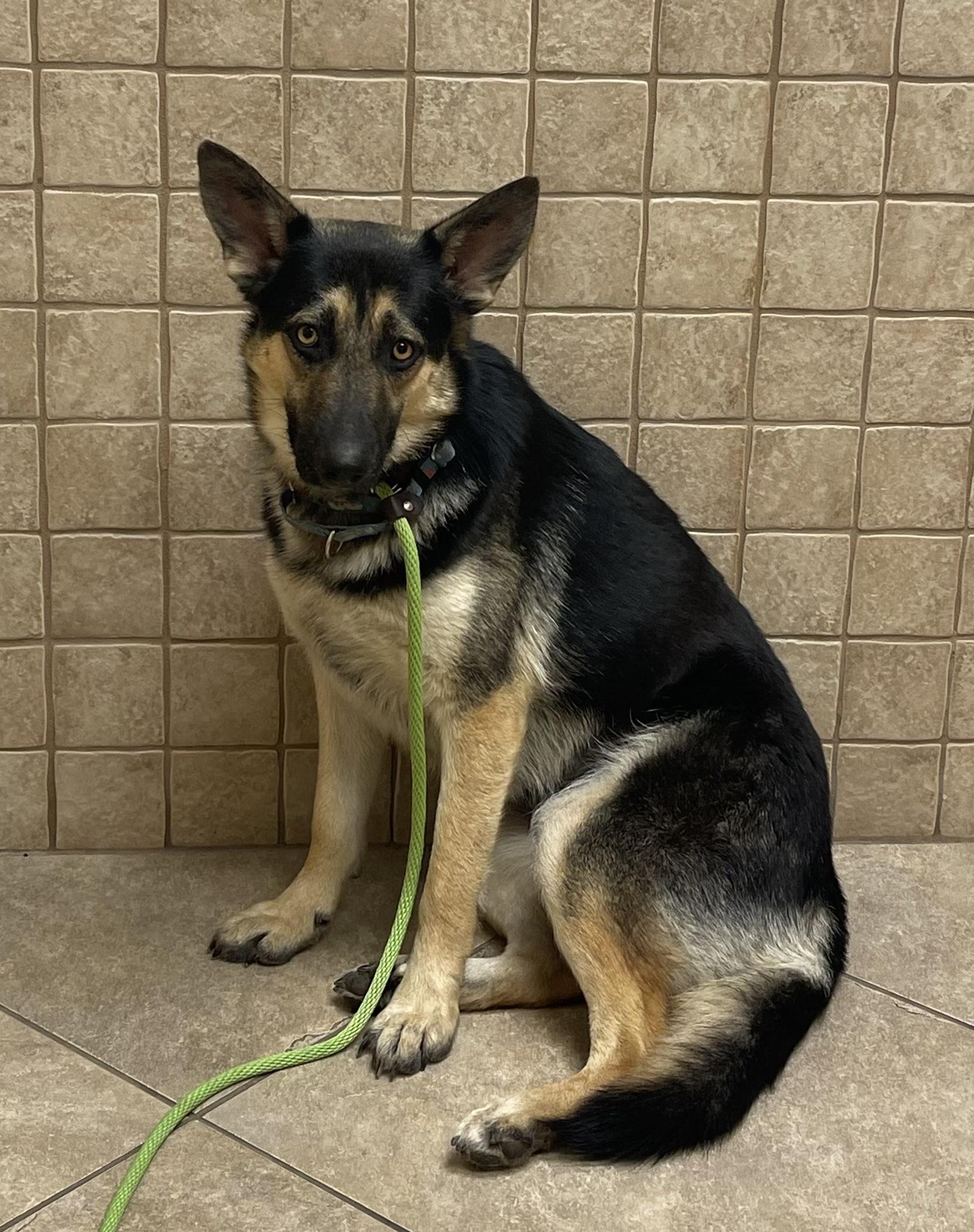 Enlarge Hope, a ADOPTABLE mixed breed in Jefferson City, MO image 1/5