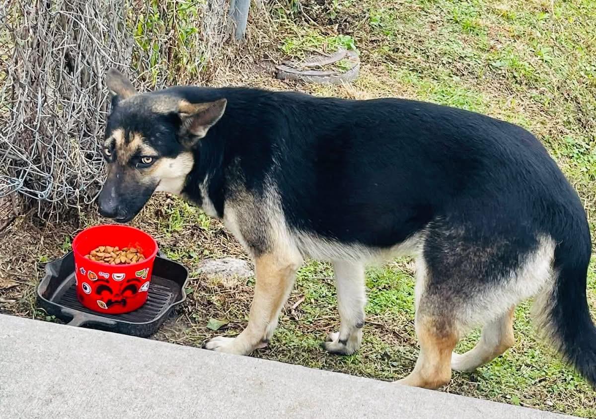 Enlarge Hope -Coming soon, a ADOPTABLE mixed breed in Jefferson City, MO image 2/4