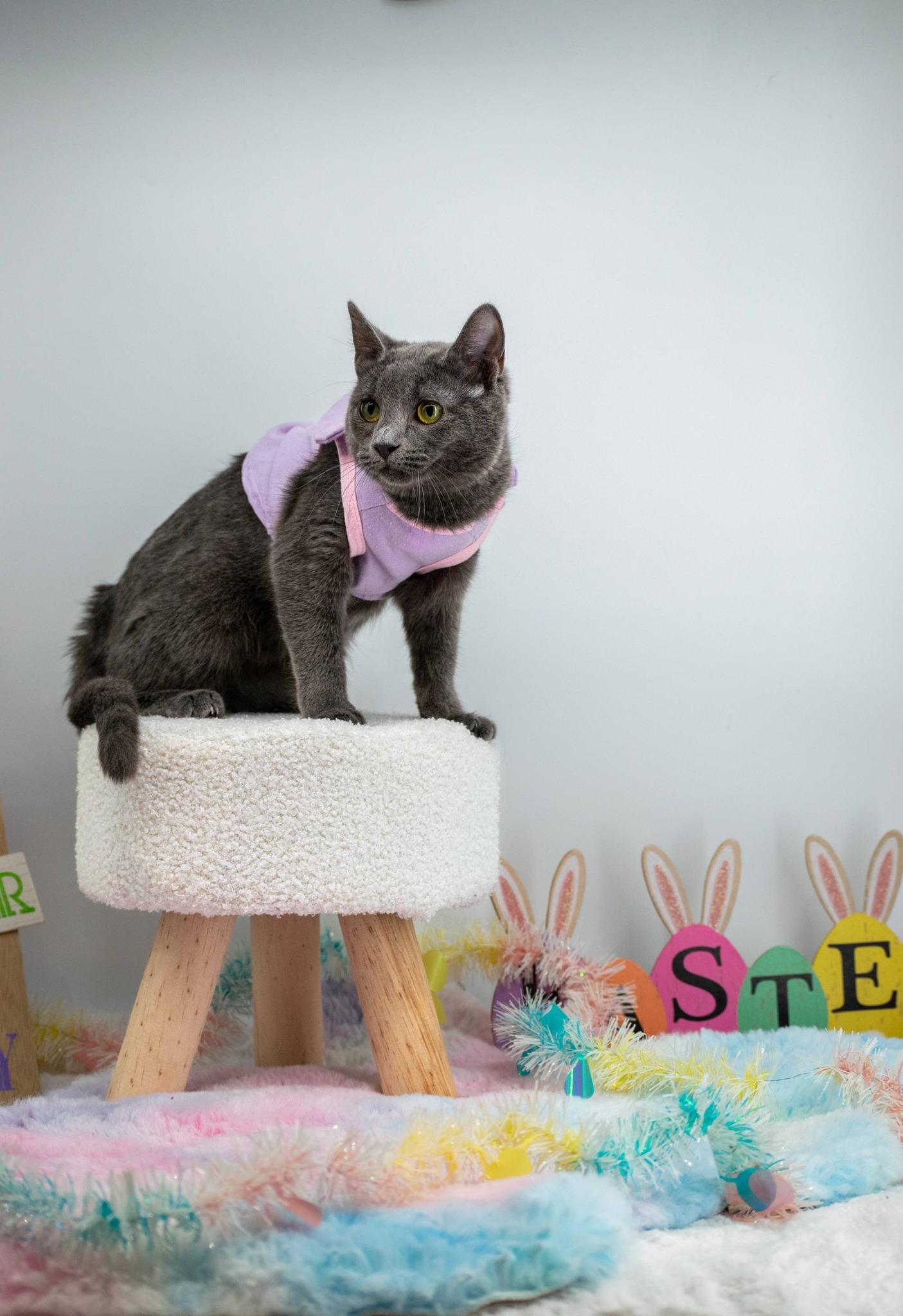 Enlarge Poppy, a ADOPTABLE Domestic Short Hair in Sevierville, TN image 3/3