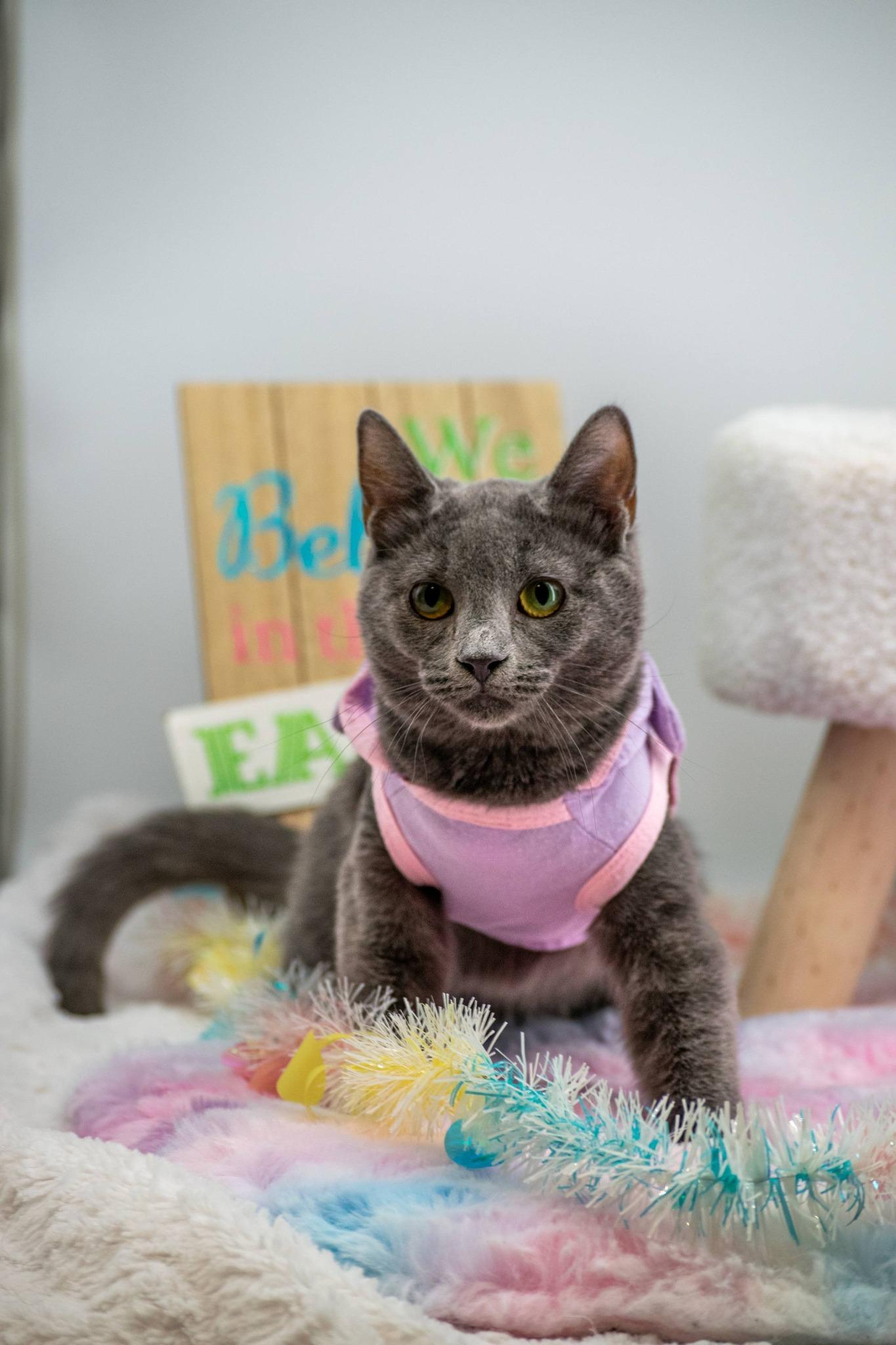 Enlarge Poppy, a ADOPTABLE Domestic Short Hair in Sevierville, TN image 2/3