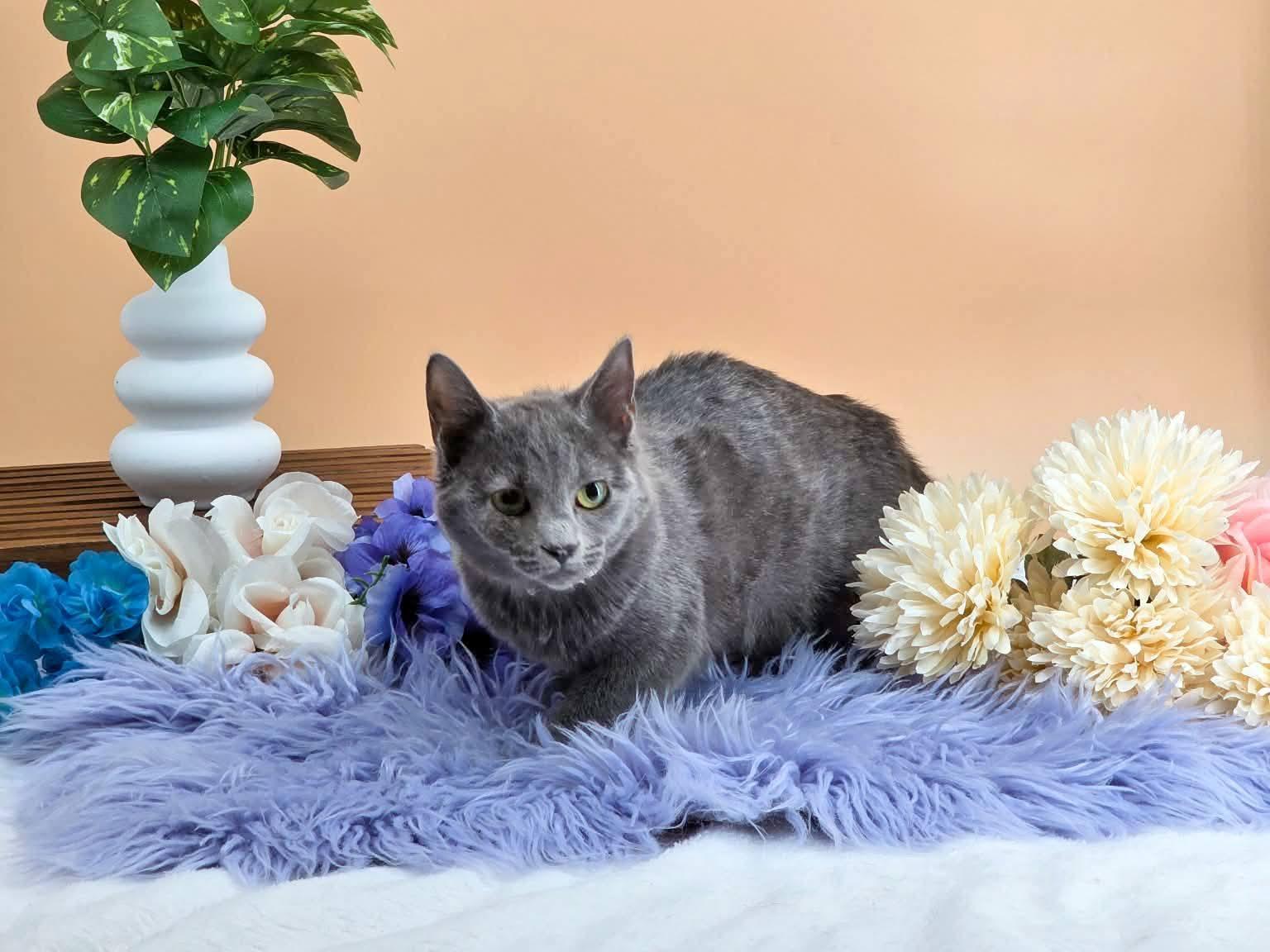 Poppy, a ADOPTABLE Domestic Short Hair in Sevierville, TN image 3/3