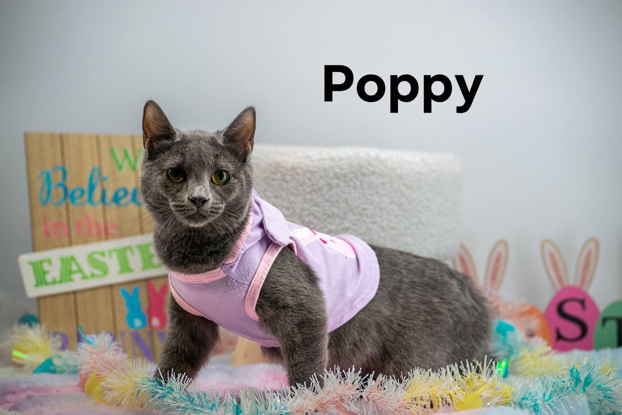 Enlarge Poppy, a ADOPTABLE Domestic Short Hair in Sevierville, TN image 1/3
