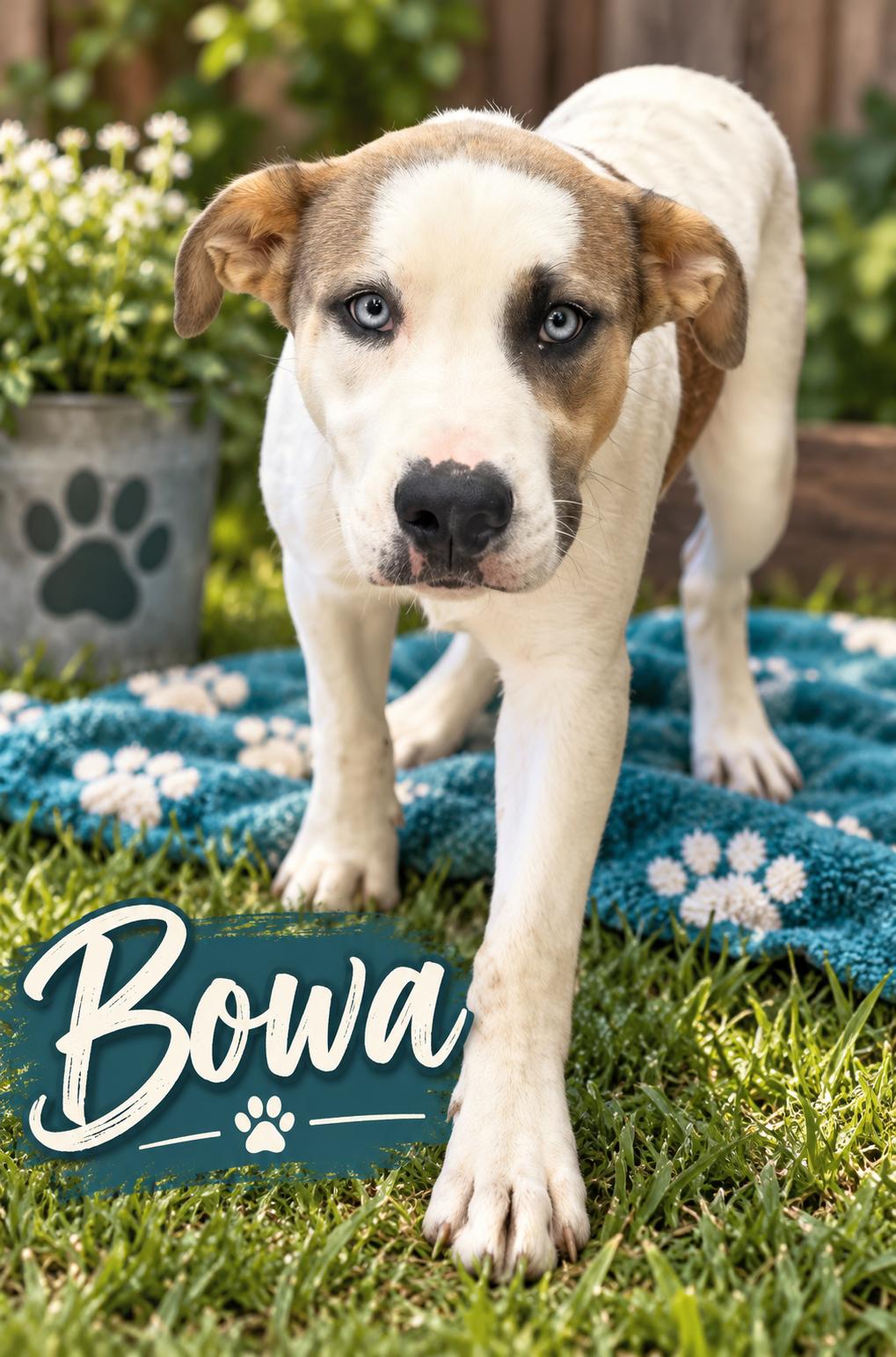 Bowa CCAC, Adoptable, Young Male Pit Bull Terrier.