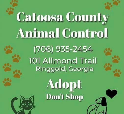 Enlarge Bowa CCAC, a Adoptable mixed breed in Chickamauga, GA image 2/2