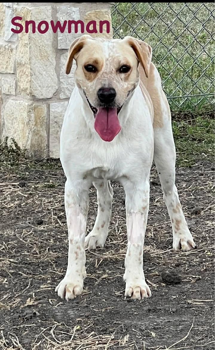 Enlarge Snowman, a ADOPTABLE mixed breed in Port Lavaca, TX image 1/1