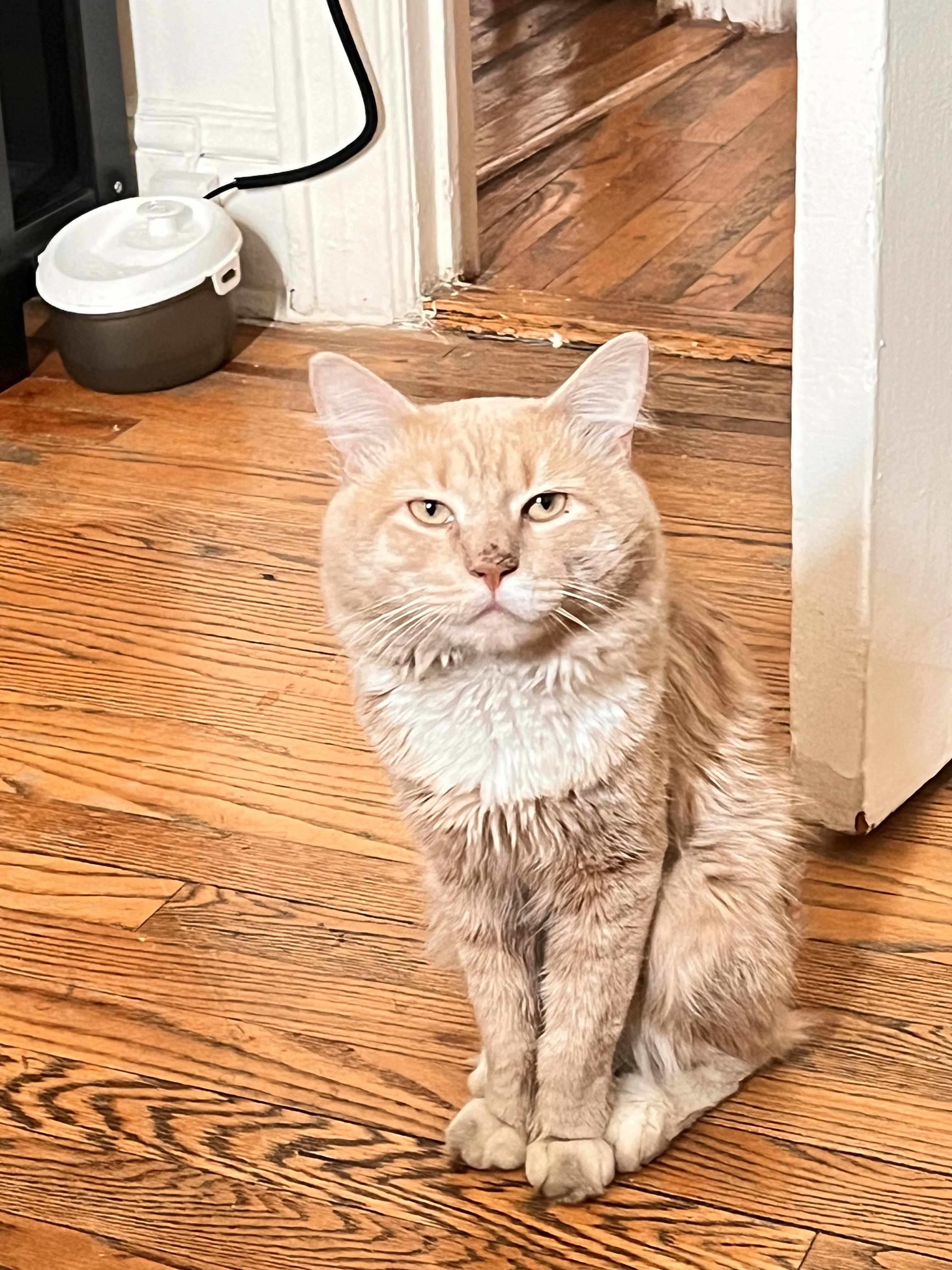Albus, a ADOPTABLE Domestic Long Hair in Brooklyn, NY image 4/6