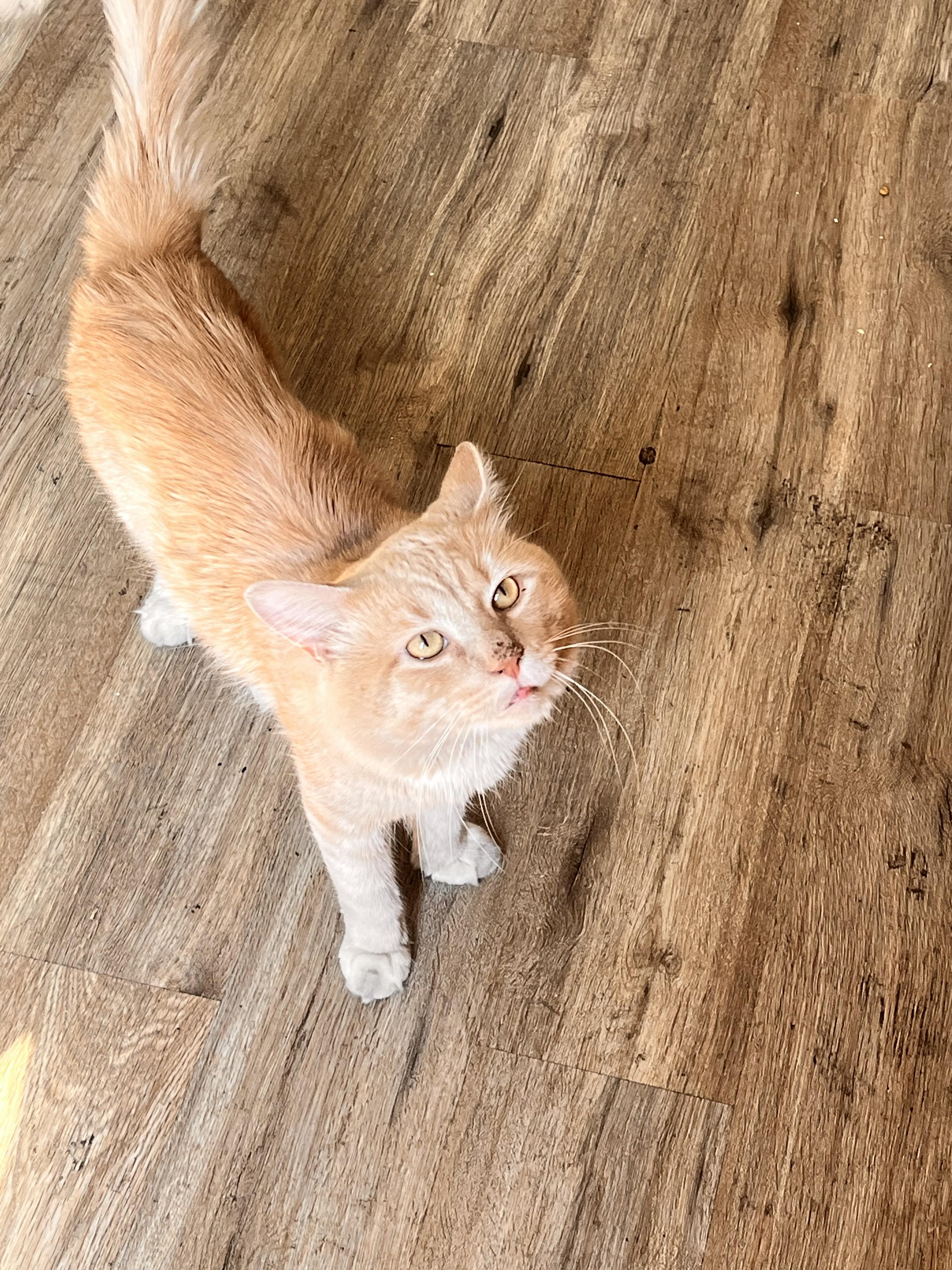 Albus, a ADOPTABLE Domestic Long Hair in Brooklyn, NY image 5/6