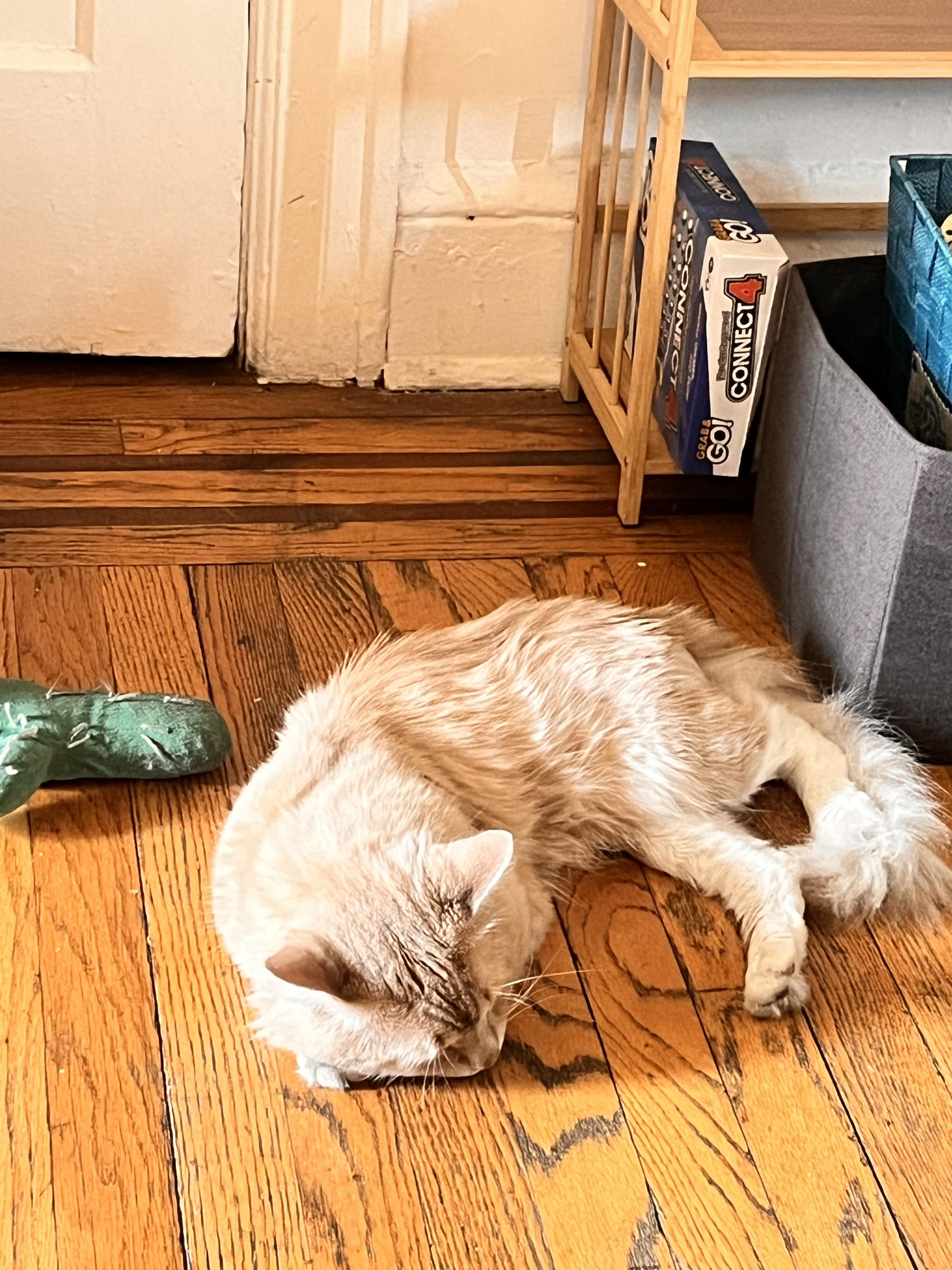 Albus, a ADOPTABLE Domestic Long Hair in Brooklyn, NY image 6/6