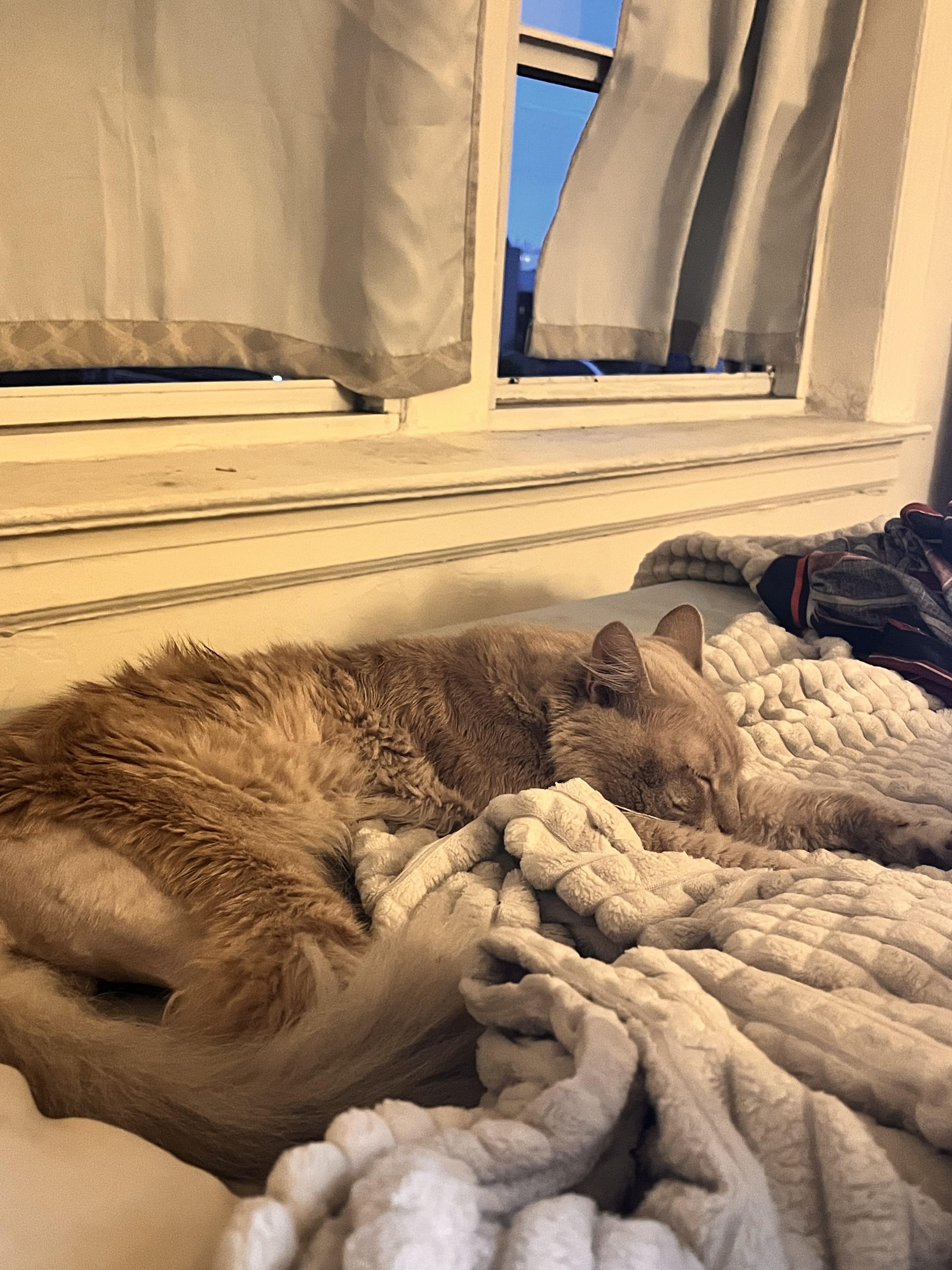 Albus, a ADOPTABLE Domestic Long Hair in Brooklyn, NY image 3/6